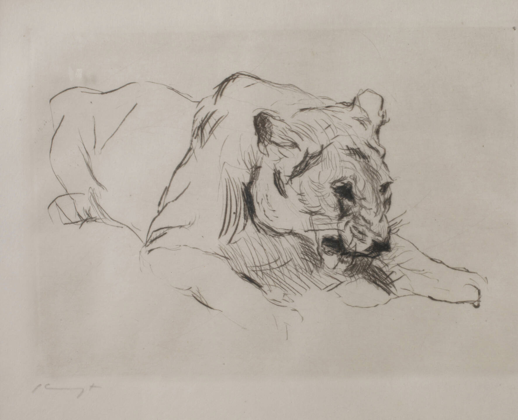 Prof. Max Slevogt, "Liegender Löwe"