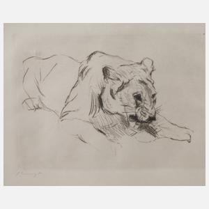 Prof. Max Slevogt, "Liegender Löwe"