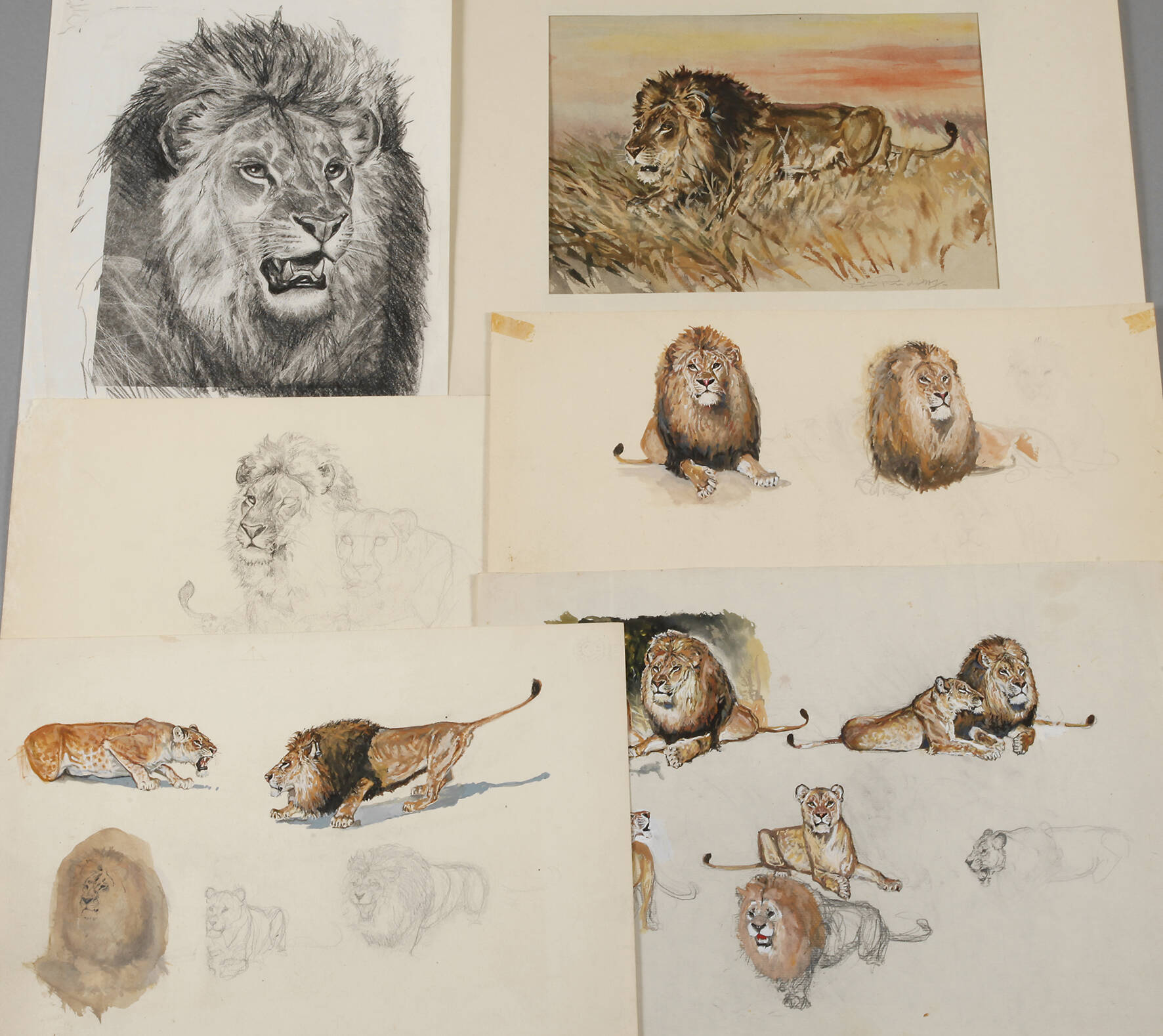 Paul Rudolph, Konvolut Löwendarstellungen