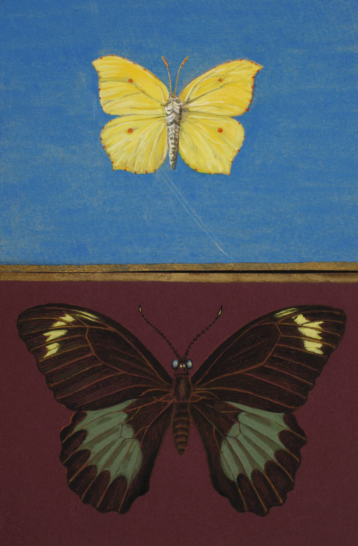 Walther Gasch, Zwei Schmetterlingsdarstellungen