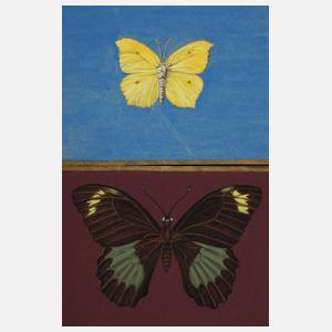 Walther Gasch, Zwei Schmetterlingsdarstellungen
