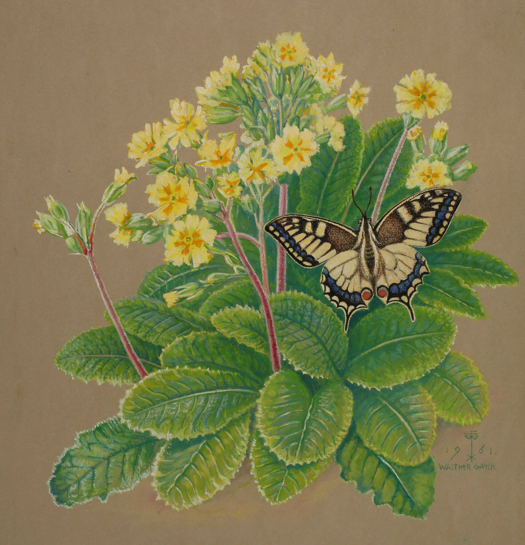 Walther Gasch, Primel mit Schwalbenschwanz