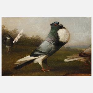 François Vandeverdonck, Geflügelstück