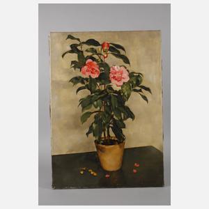 Franz Aumer, Magnolie