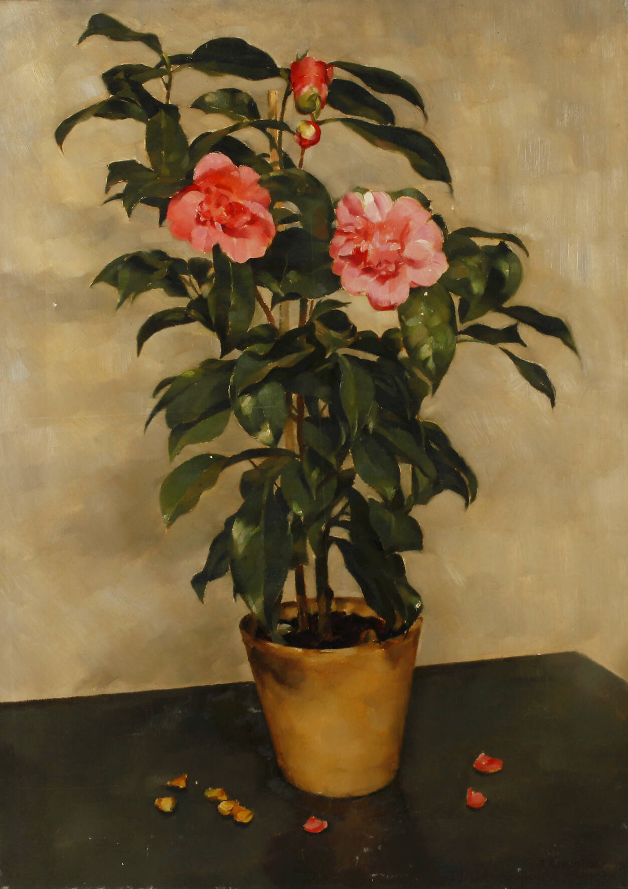 Franz Aumer, Magnolie