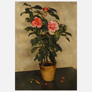 Franz Aumer, Magnolie