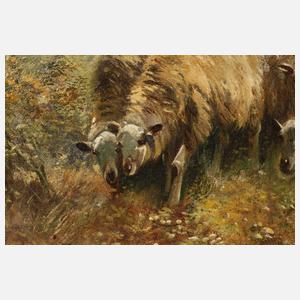 Schäferin mit Herde