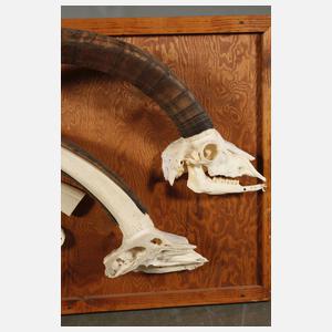 Zwei Schautafeln Tiergehörne