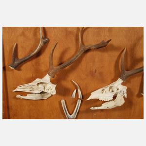 Zwei Schautafeln Tiergehörne