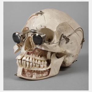 Anatomisches Lehrmodell