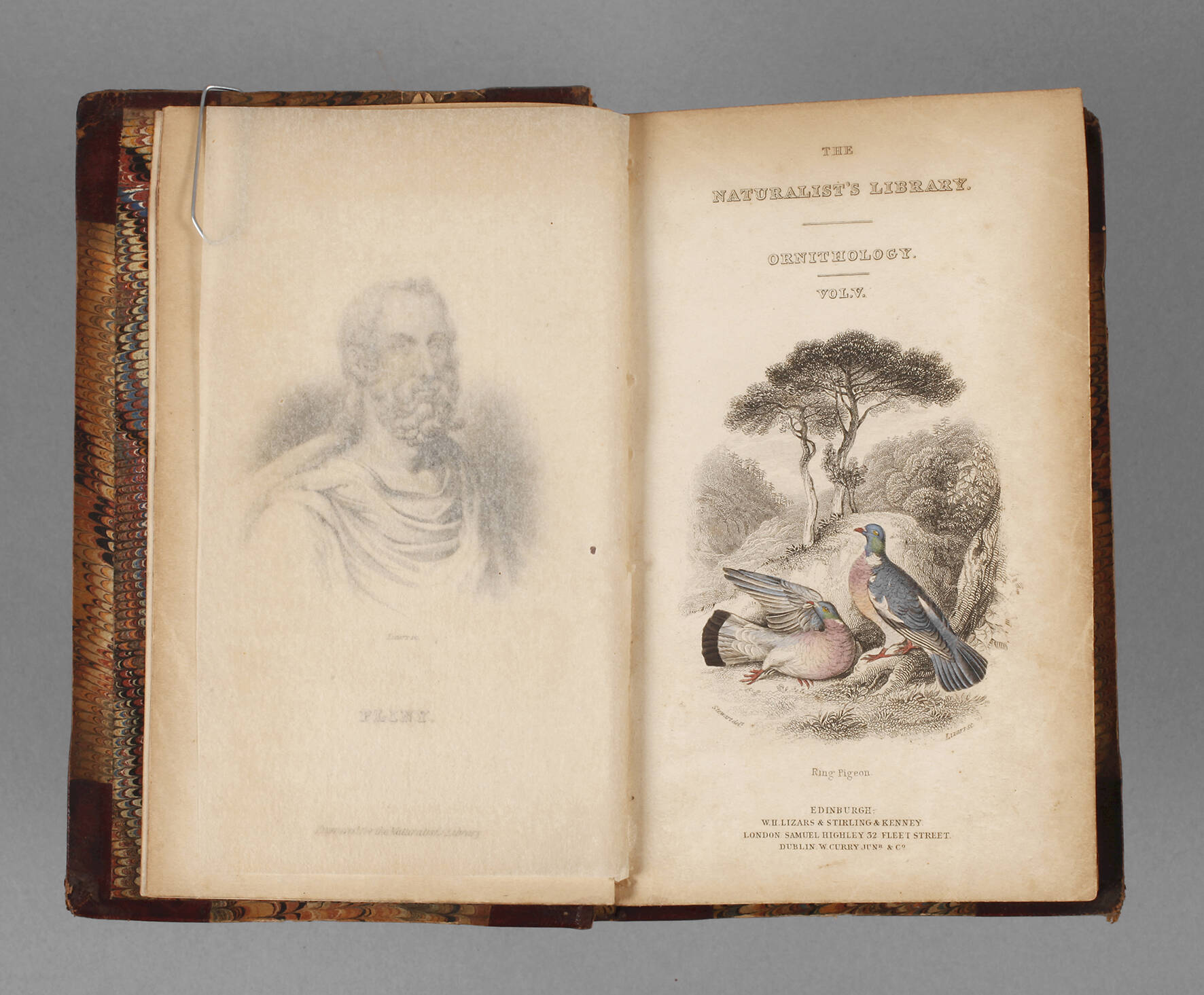 The Natural History of Pigeons