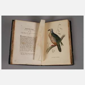 Naturgeschichtliches Cabinet des Thierreiches