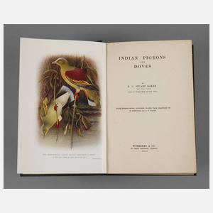 Indian Pigeons and Doves