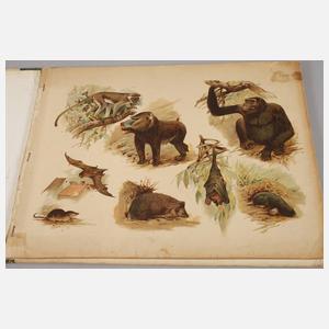 Großes zoologisches Bilderbuch