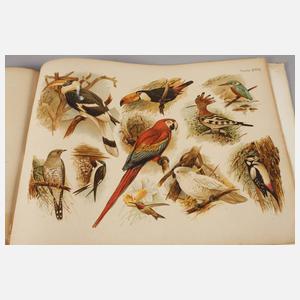 Großes zoologisches Bilderbuch