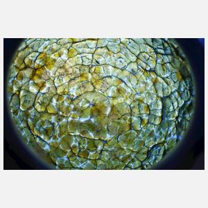 Lötz Wwe. fünf Lampenschirme