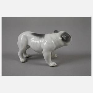 Heubach Lichte Englische Bulldogge