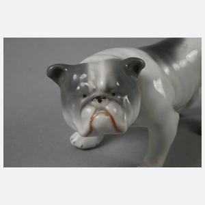 Heubach Lichte Englische Bulldogge