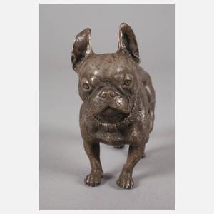 Bulldogge Bronze