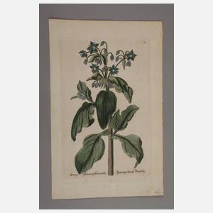 Konvolut Pflanzendarstellungen