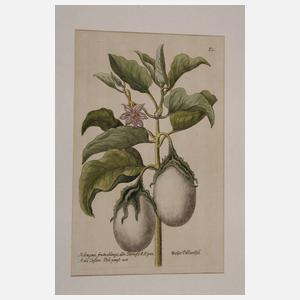 Konvolut Pflanzendarstellungen