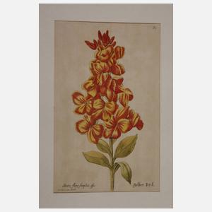 Konvolut Pflanzendarstellungen