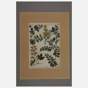 Konvolut Pflanzendarstellungen