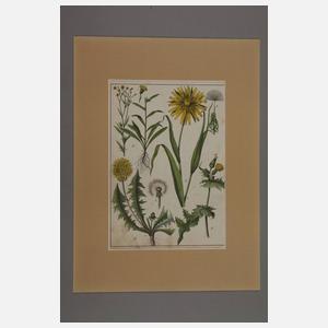 Konvolut Pflanzendarstellungen