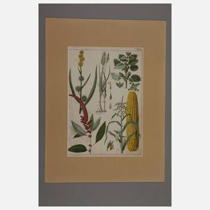 Konvolut Pflanzendarstellungen