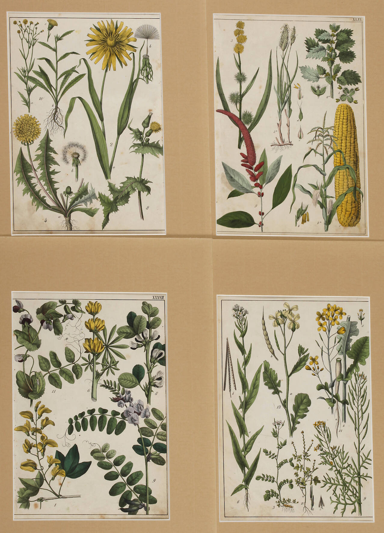 Konvolut Pflanzendarstellungen