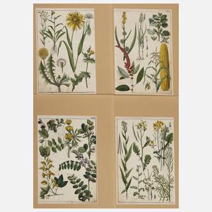 Konvolut Pflanzendarstellungen