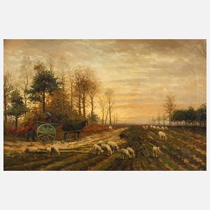 Schafe auf der Weide