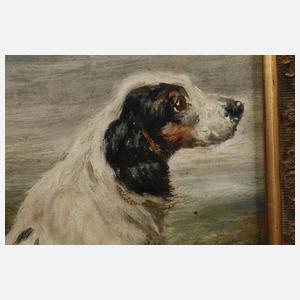 Jagdhund in der Heide