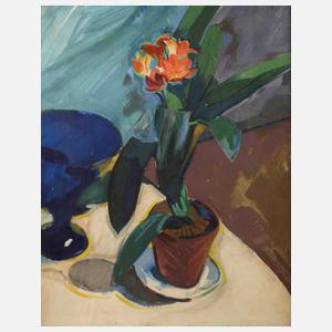 Stillleben mit Clivia