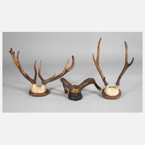 Drei Jagdtrophäen