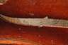 Violine im Etui