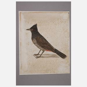 Ornithologische Zeichnung