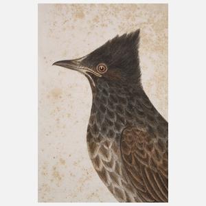 Ornithologische Zeichnung