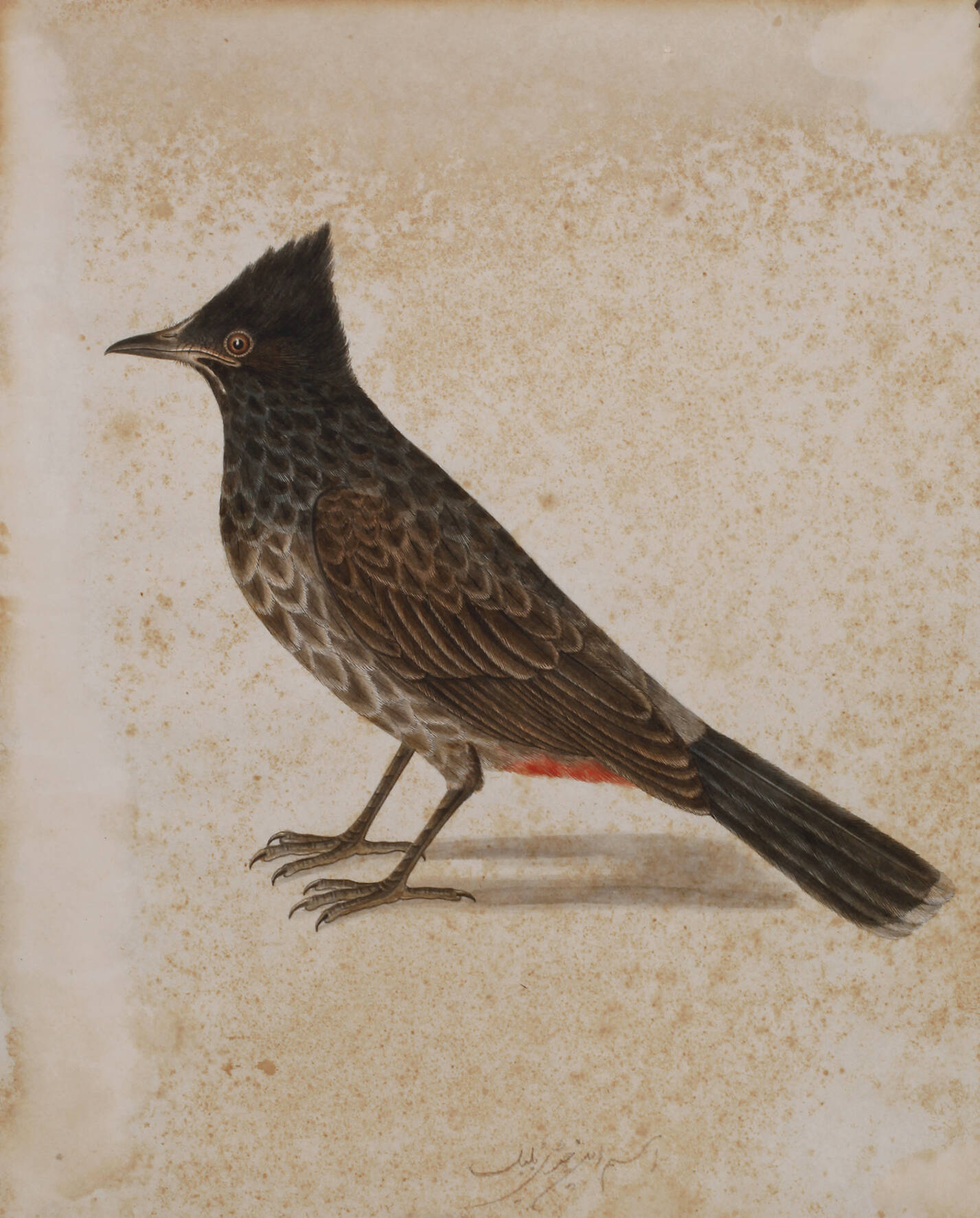 Ornithologische Zeichnung