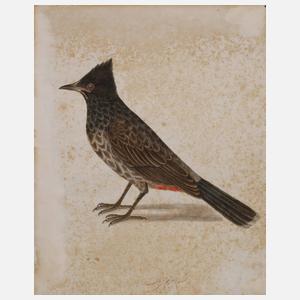 Ornithologische Zeichnung