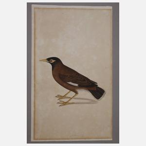 Ornithologische Zeichnung