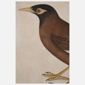 Ornithologische Zeichnung