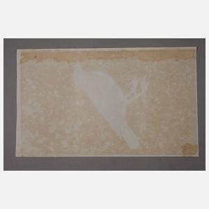 Ornithologische Zeichnung