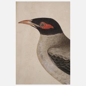 Ornithologische Zeichnung