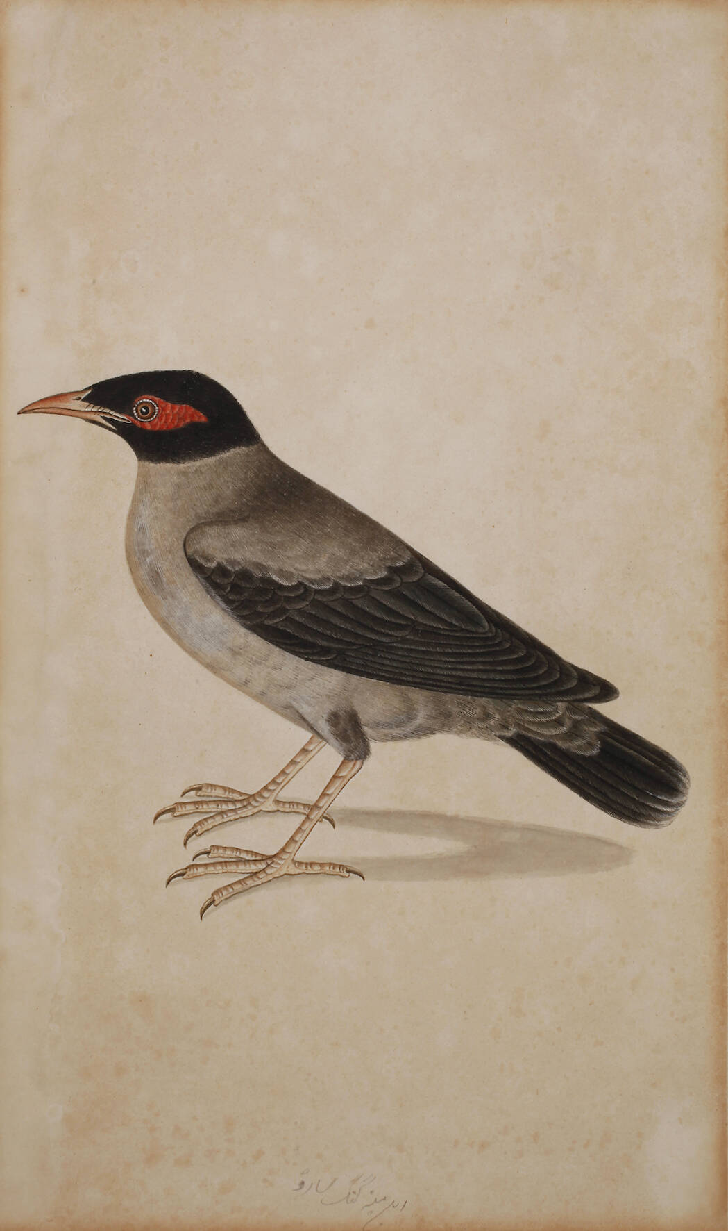 Ornithologische Zeichnung