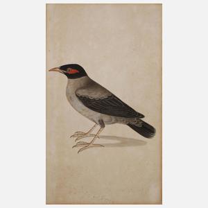 Ornithologische Zeichnung