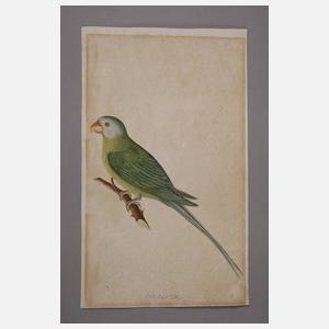 Ornithologische Zeichnung