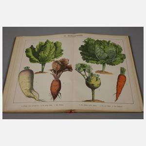 Bilder zum Anschauungsunterricht II