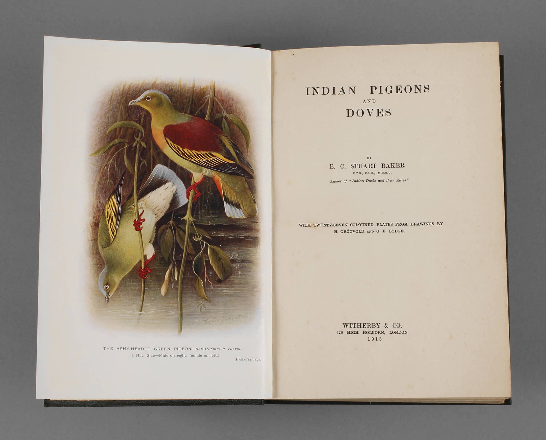 Indian Pigeons and Doves