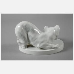 Böhmen spielende Katze